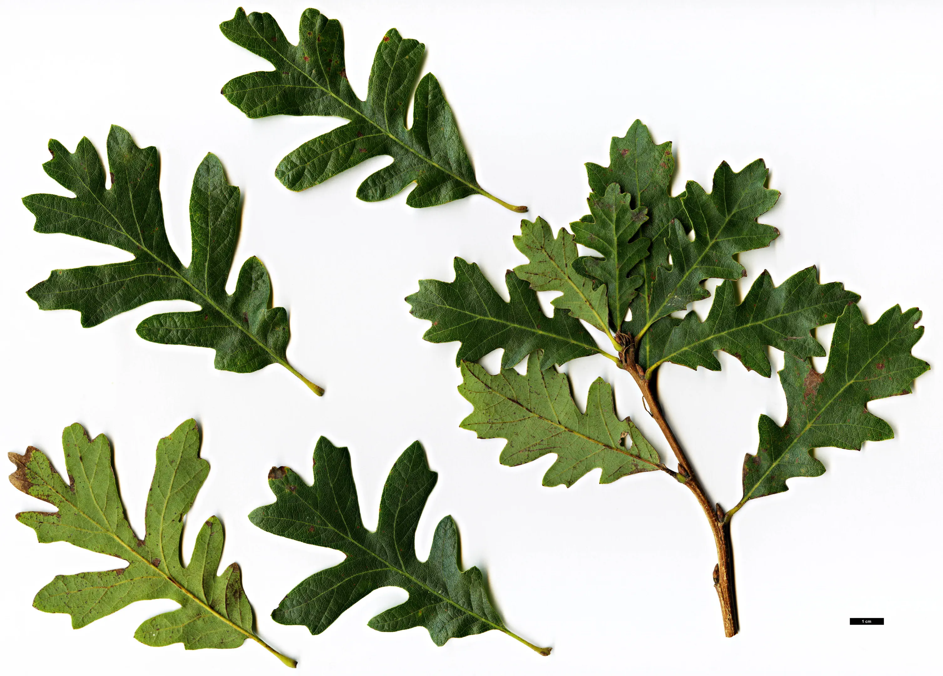 Image from a plant at The National Botanic Garden of Belgium (Meise), 2010